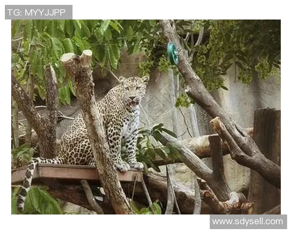 乌鸦与美洲虎的智慧与力量之争谁能在自然界中胜出